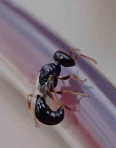 Spilomena sp.